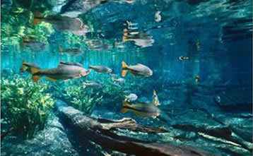 aquário-do-pantanal